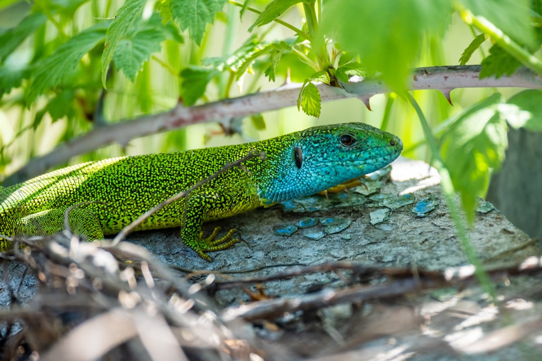 Photo Green lizard